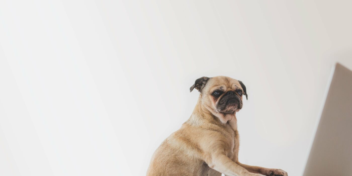 Hund sitzt vor dem Laptop und googelt.